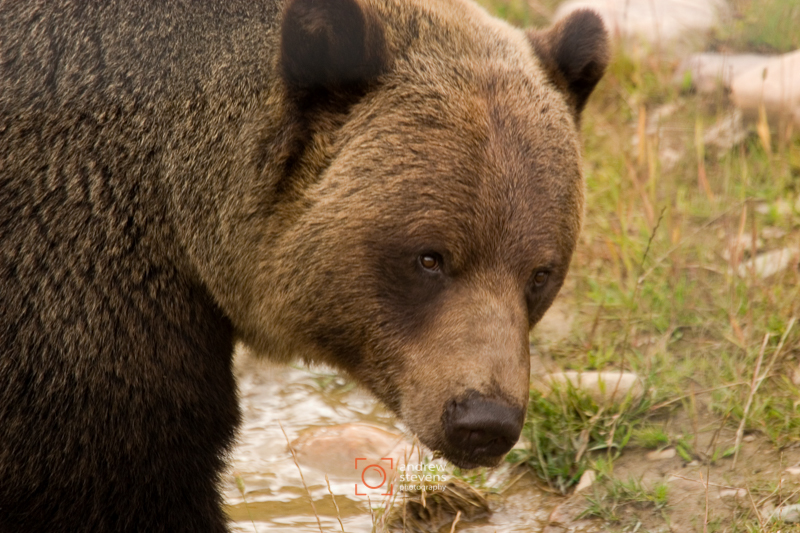 Brown Bear (asp05-3049)