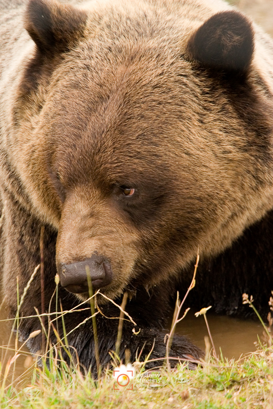 Brown Bear (asp05-3060)