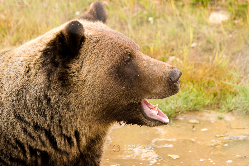 Brown Bear (asp05-3061)
