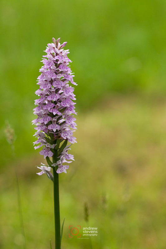Common Spotted Orchid (asp06-4139) 