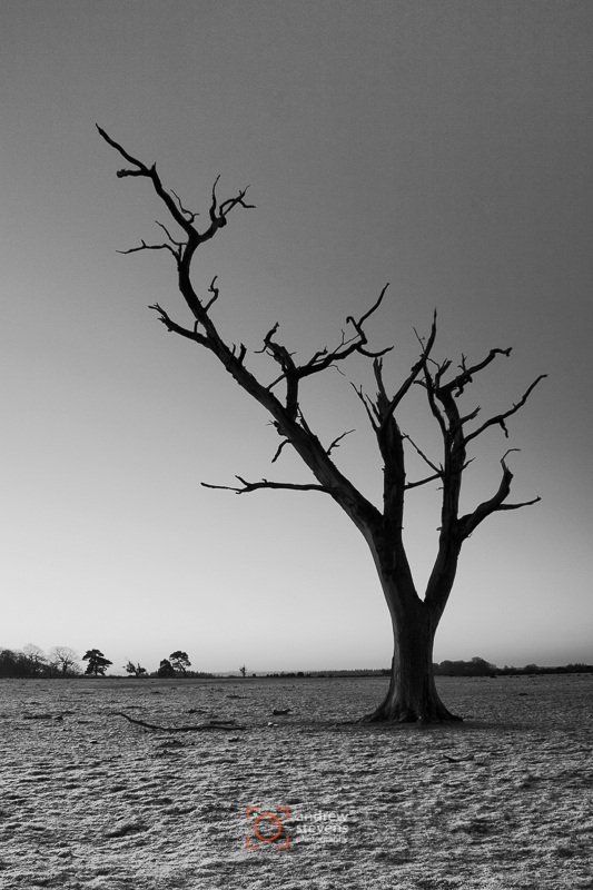 Old Tree, New Forest (asp100-3078)