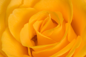 Yellow Rose (asp06-4122)