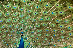 Peacock (asp06-4169)