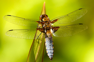 Dragonfly (asp06-4247)
