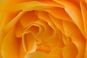 Yellow Rose (asp07-5358)