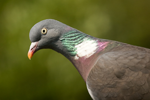 Pigeon (asp08-6156)