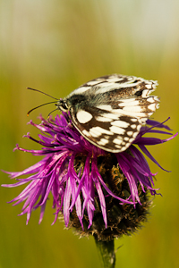 Butterfly (asp100-1270)