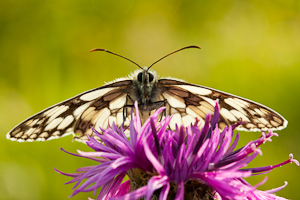 Butterfly (asp100-1279)