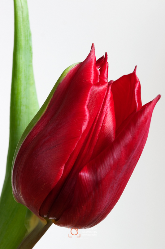 Tulip (asp06-3764)