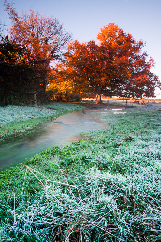 Autumn Frost, Cranborne (asp100-4239)