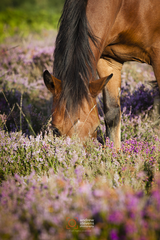 pony feeding, ibsley common (asp123-08-0066)
