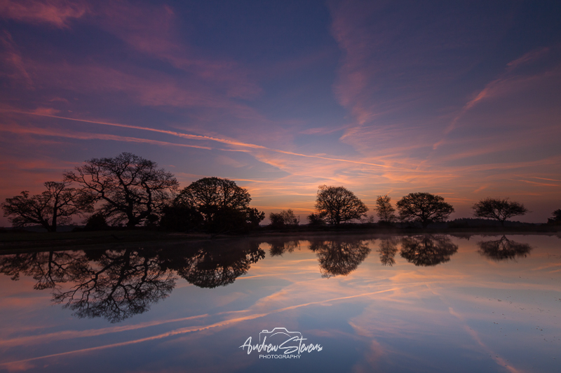 Mogshade, dawn (asp126-04-0487)