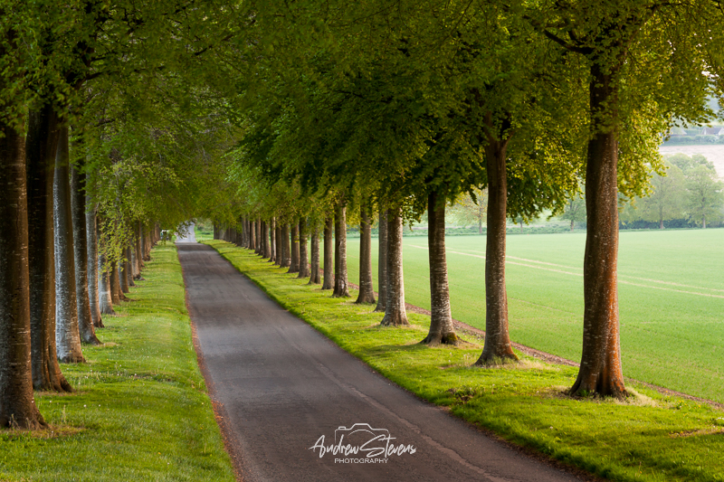 Moor Crichel, spring evening (asp126-04-0534)